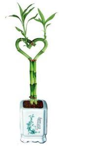 Heart Bamboo Plant