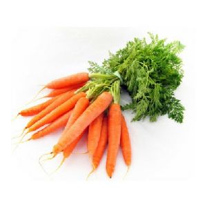 Carrot