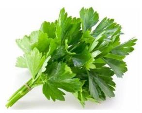 Coriander Leaves