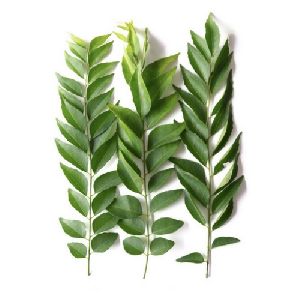 Curry Leaves