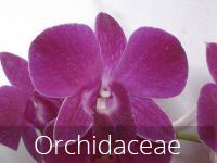 Orchidaceae flower