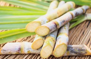 Sugarcane