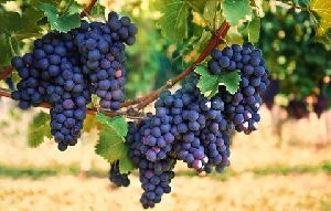 Fresh Grapes