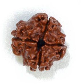 char mukhi rudraksh