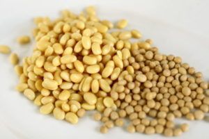 Organic Soy Seed