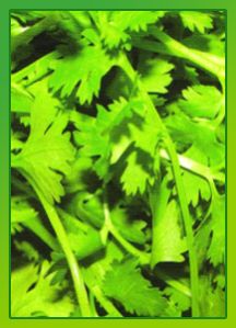 Coriander