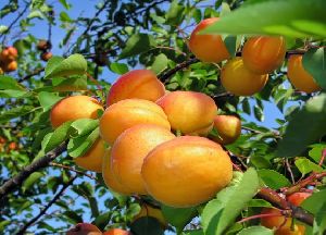 Kashmiri Apricot