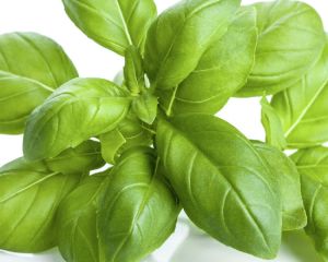 Basil