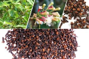 Cloves