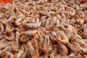 Brown Shrimp