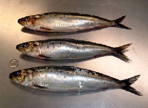 Indian Oil Sardine Fish