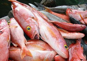 Red Snapper Fish