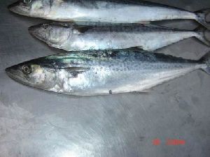 spanish mackerel fish