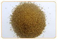 Ajwain