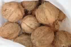 semi husked mature coconut