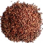 Grape Seed Extract