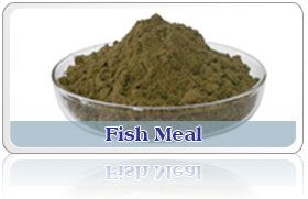 Fish Meal