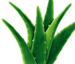 Aloe Vera Extract