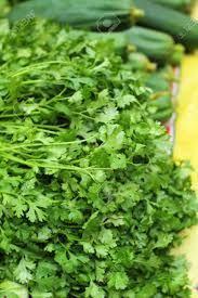 Fresh Coriander