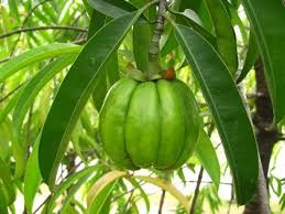 Garcinia Cambogia Extract ( Water Soluble )