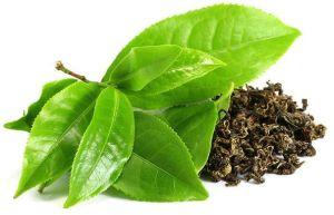 Green Tea Extract