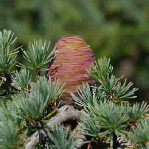 Atlas Cedar Oil