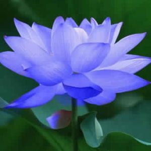 Blue Lotus Absolute Oil