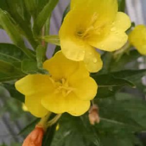 Evening Primrose Carrier Oil