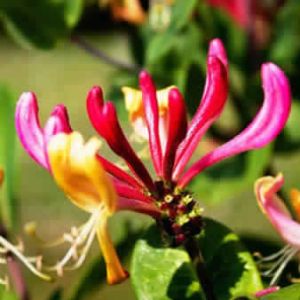 Honeysuckle Absolute Oil