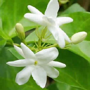 Jasmine Grandiflorum Absolute Oil