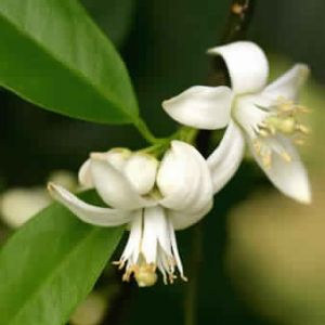 Neroli Oil