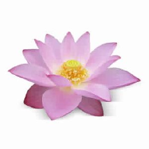 Pink Lotus Attar