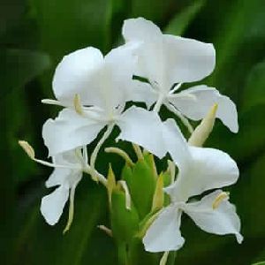 White Ginger Lily Absolute Oil