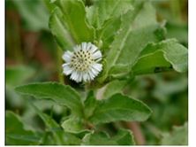 Eclipta alba plant