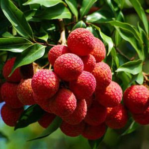 Organic Coconut water with Lychee Fruit Drink