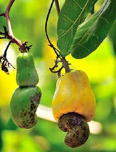 Fresh Cashew Nuts