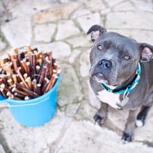 dog chew bones