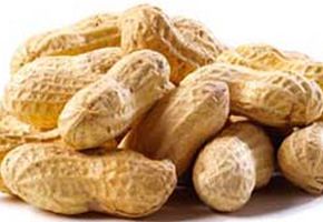 Peanuts in Shell Bold