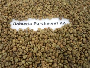 Robusta Coffee Bean