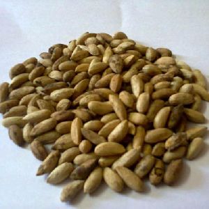 Dried Neem Seeds