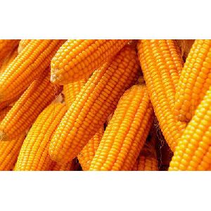 High Quality Whole Yellow Maize