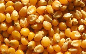 High Quality Yellow Maize Seeds