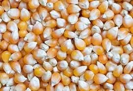 Natural Yellow Maize Seeds