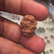 Two Mukhi/Face Original Nepal Rudraksha