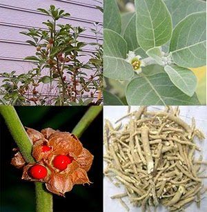 Ashwagandha Withania Somnifera Root