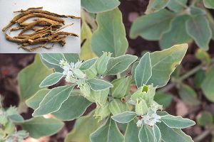 Ashwagandha Withania Somnifera Root