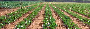 Agricultural Drip Irrigation