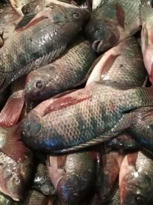 Frozen Tilapia Fish