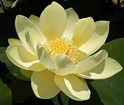 Yellow Lotus Flower