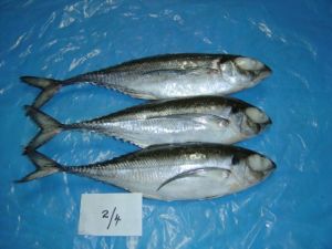 Frozen Horse Mackerel